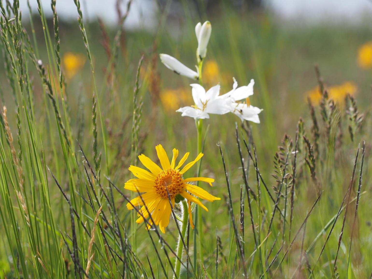 Arnica